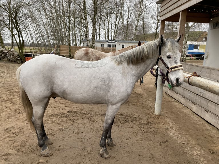 Niemiecki kuc wierzchowy Wałach 12 lat 143 cm Siwa in Neuruppin