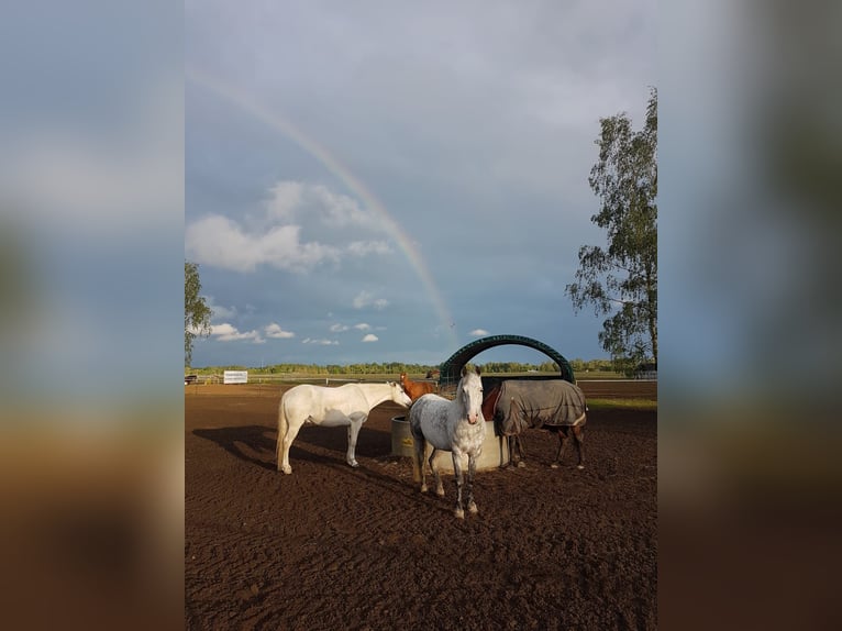 Niemiecki kuc wierzchowy Wałach 12 lat 143 cm Siwa in Neuruppin