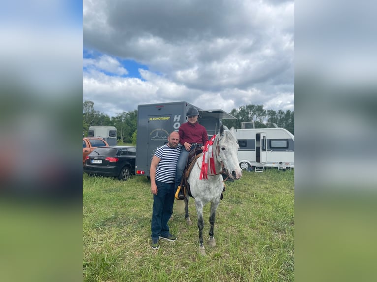 Niemiecki kuc wierzchowy Wałach 12 lat 143 cm Siwa in Neuruppin