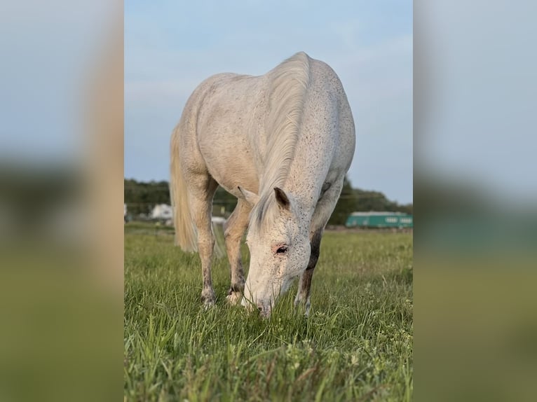 Niemiecki kuc wierzchowy Wałach 12 lat 143 cm Siwa in Neuruppin