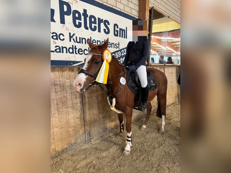 Niemiecki kuc wierzchowy Wałach 12 lat 144 cm Kasztanowata in Bissendorf