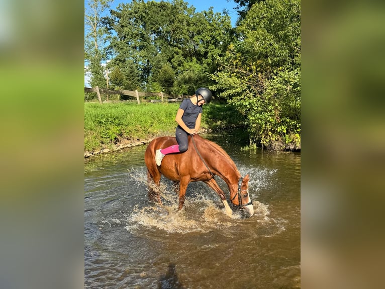 Niemiecki kuc wierzchowy Wałach 12 lat 144 cm Kasztanowata in Bissendorf