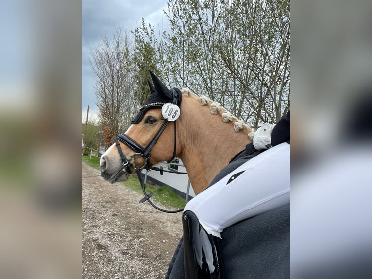 Niemiecki kuc wierzchowy Wałach 12 lat 146 cm Izabelowata in Memmingen