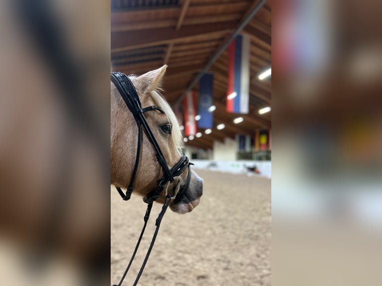 Niemiecki kuc wierzchowy Wałach 12 lat 146 cm Izabelowata in Memmingen