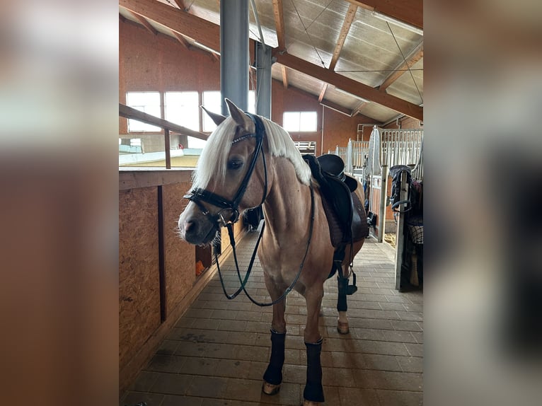Niemiecki kuc wierzchowy Wałach 12 lat 146 cm Izabelowata in Memmingen