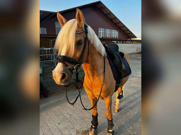 Niemiecki kuc wierzchowy Wałach 12 lat 146 cm Izabelowata in Memmingen