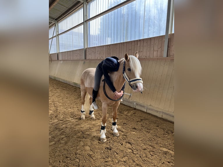 Niemiecki kuc wierzchowy Wałach 12 lat 146 cm Izabelowata in Memmingen