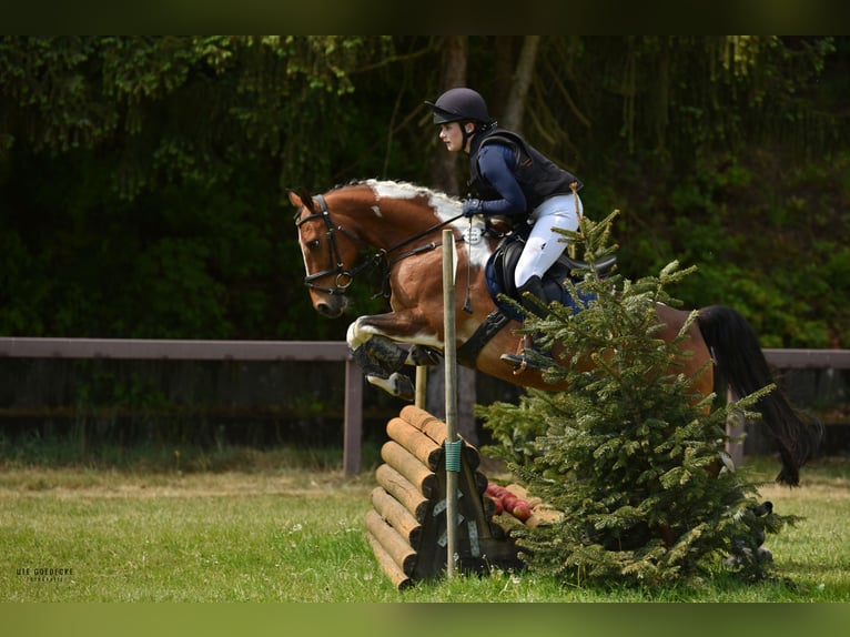 Niemiecki kuc wierzchowy Wałach 12 lat 146 cm Srokata in Rosengarten