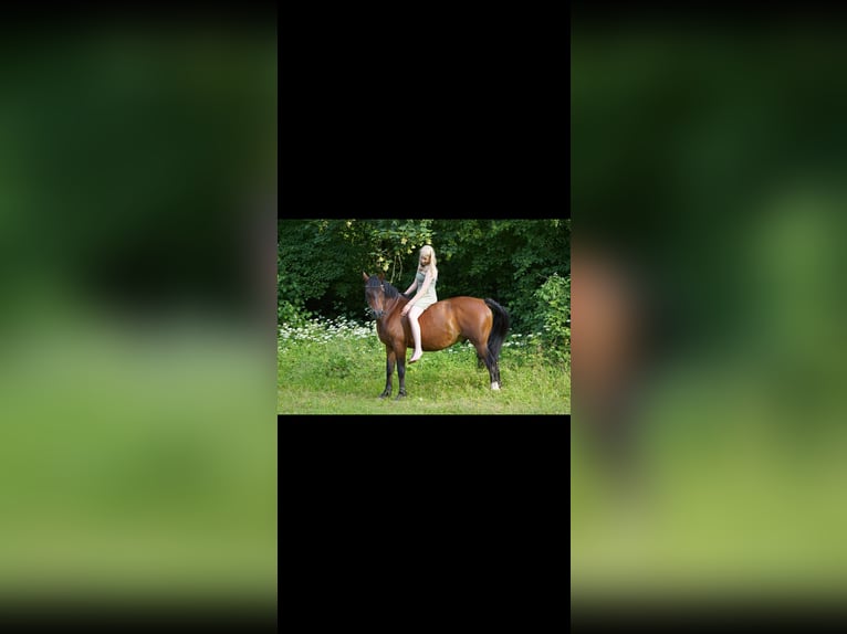 Niemiecki kuc wierzchowy Wałach 12 lat 147 cm Ciemnogniada in Offenbach