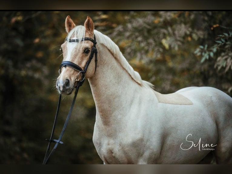 Niemiecki kuc wierzchowy Wałach 12 lat 147 cm Izabelowata in Grüningen