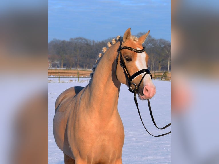 Niemiecki kuc wierzchowy Wałach 12 lat 147 cm Izabelowata in Skårup