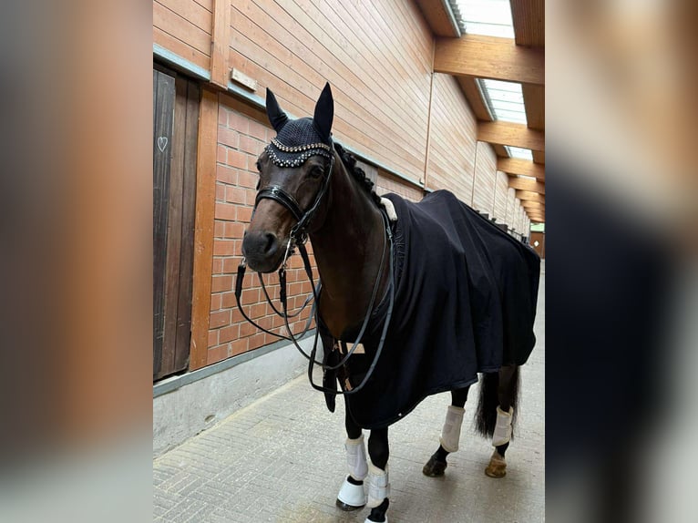 Niemiecki kuc wierzchowy Wałach 12 lat 148 cm Ciemnogniada in Jüchen