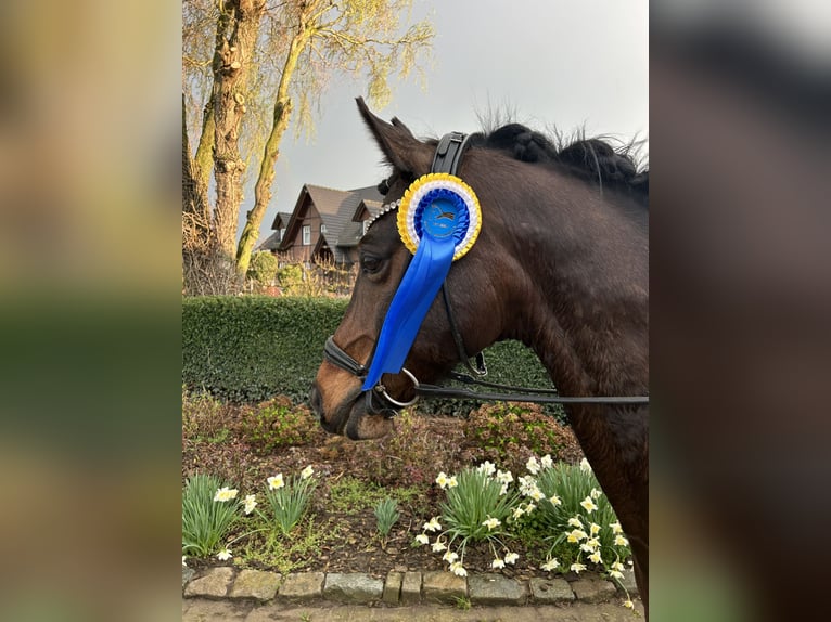 Niemiecki kuc wierzchowy Wałach 12 lat 148 cm Ciemnogniada in Jüchen