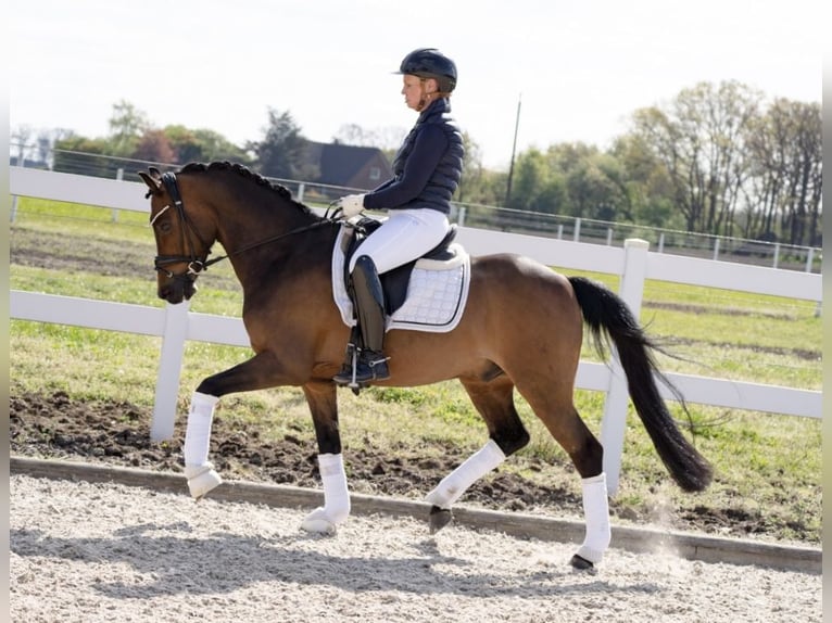 Niemiecki kuc wierzchowy Wałach 12 lat 148 cm Gniada in Recke, bei Osnabrück