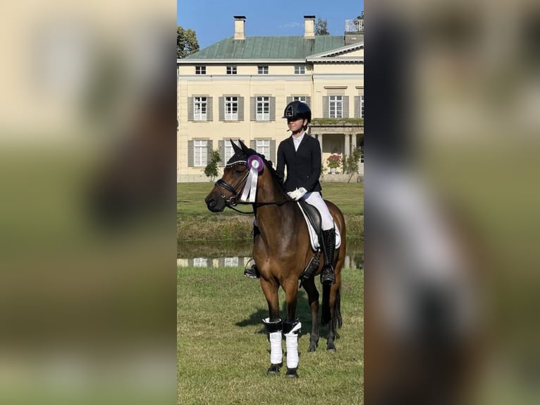 Niemiecki kuc wierzchowy Wałach 12 lat 148 cm Gniada in Recke, bei Osnabrück