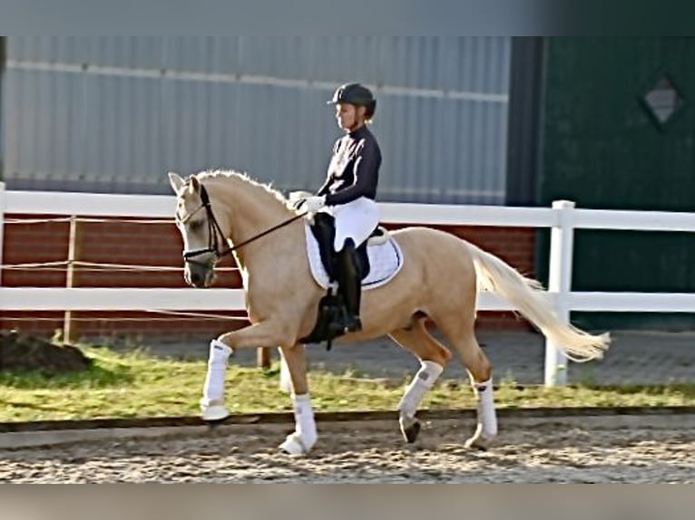 Niemiecki kuc wierzchowy Wałach 12 lat 148 cm Izabelowata in Recke, bei Osnabrück