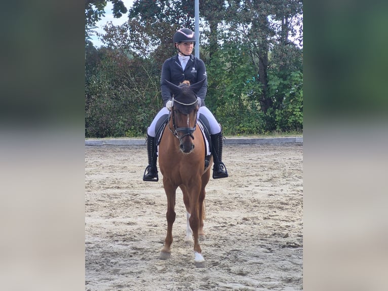 Niemiecki kuc wierzchowy Wałach 12 lat 148 cm Kasztanowata in Groß Twülpstedt