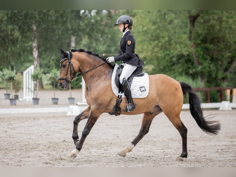 Niemiecki kuc wierzchowy Wałach 12 lat 149 cm Bułana in Straelen