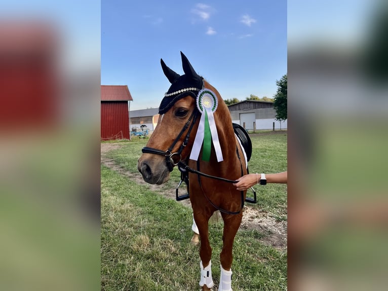 Niemiecki kuc wierzchowy Wałach 12 lat 152 cm Kasztanowata in Delbrück