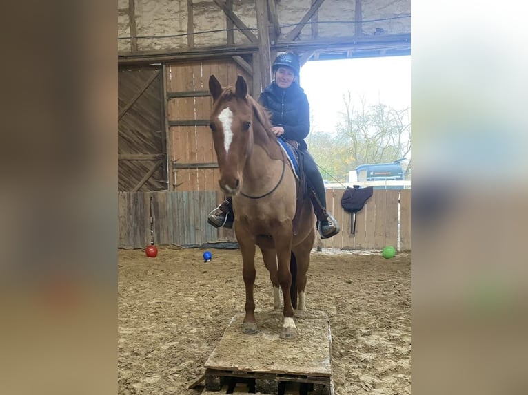 Niemiecki kuc wierzchowy Wałach 12 lat 156 cm Bułana in Borken