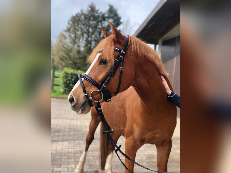 Niemiecki kuc wierzchowy Mix Wałach 13 lat 139 cm Kasztanowata in Weilerswist