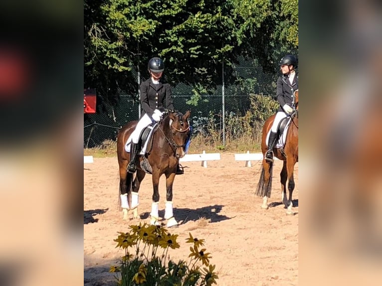 Niemiecki kuc wierzchowy Wałach 13 lat 140 cm Ciemnogniada in Clenze