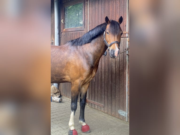 Niemiecki kuc wierzchowy Wałach 13 lat 140 cm Ciemnogniada in Clenze