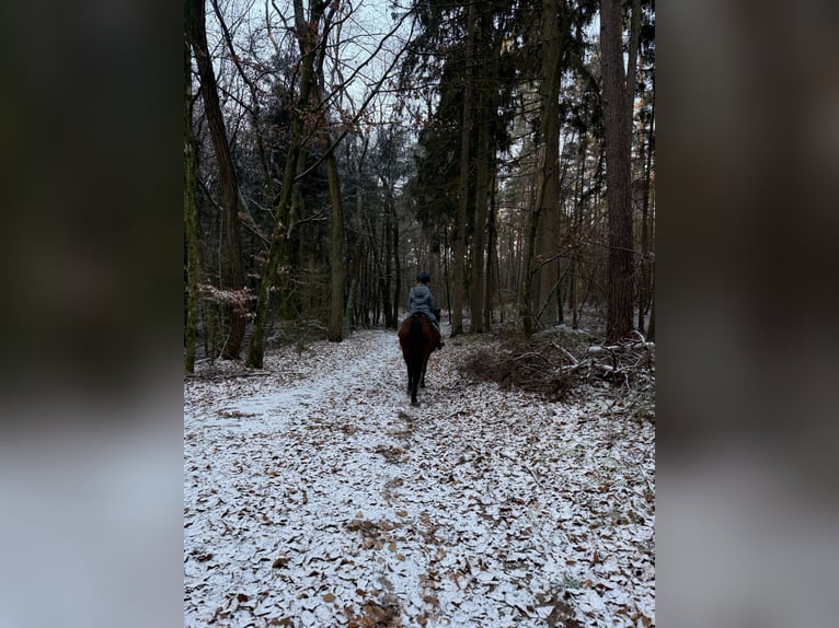 Niemiecki kuc wierzchowy Wałach 13 lat 140 cm Gniada in Alzenau in UnterfrankenAlzenau