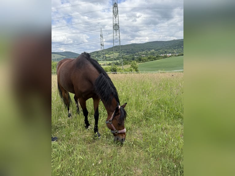 Niemiecki kuc wierzchowy Wałach 13 lat 140 cm Gniada in Alzenau in UnterfrankenAlzenau