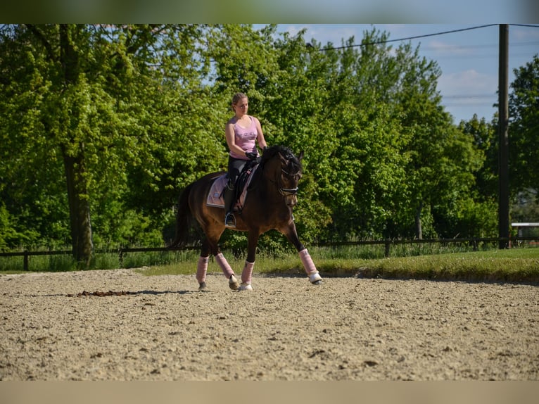 Niemiecki kuc wierzchowy Wałach 13 lat 146 cm Jelenia in Holzwickede