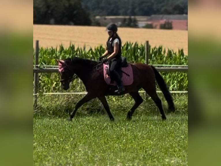 Niemiecki kuc wierzchowy Wałach 13 lat 147 cm Gniada in Maisdorf