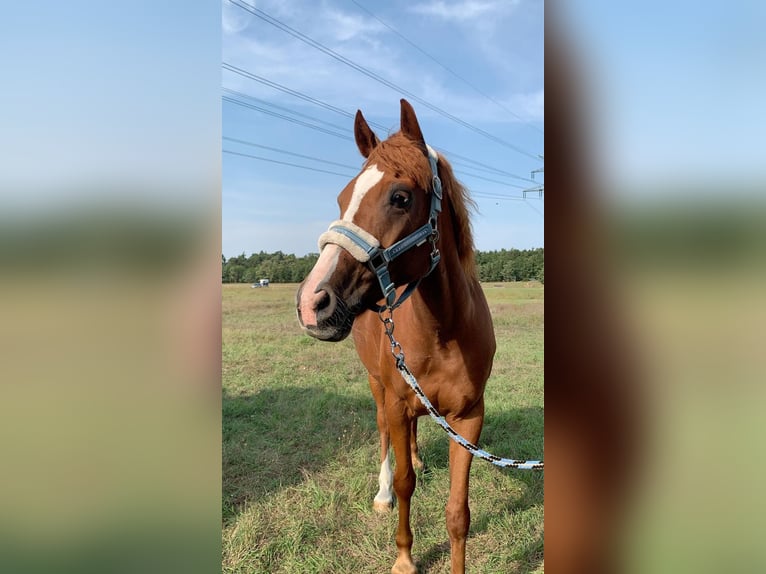 Niemiecki kuc wierzchowy Wałach 13 lat 147 cm Kasztanowata in Stendal