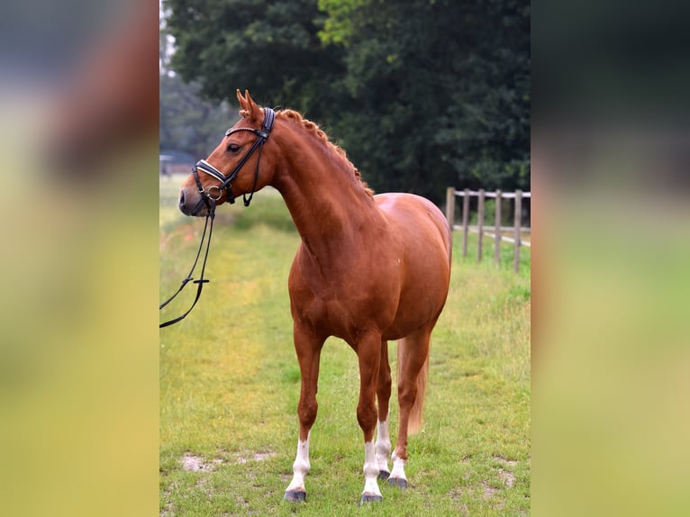 Niemiecki kuc wierzchowy Wałach 13 lat 147 cm Kasztanowata in Kamern