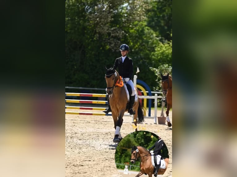 Niemiecki kuc wierzchowy Wałach 13 lat 148 cm Bułana in Erbes-B&#xFC;desheim
