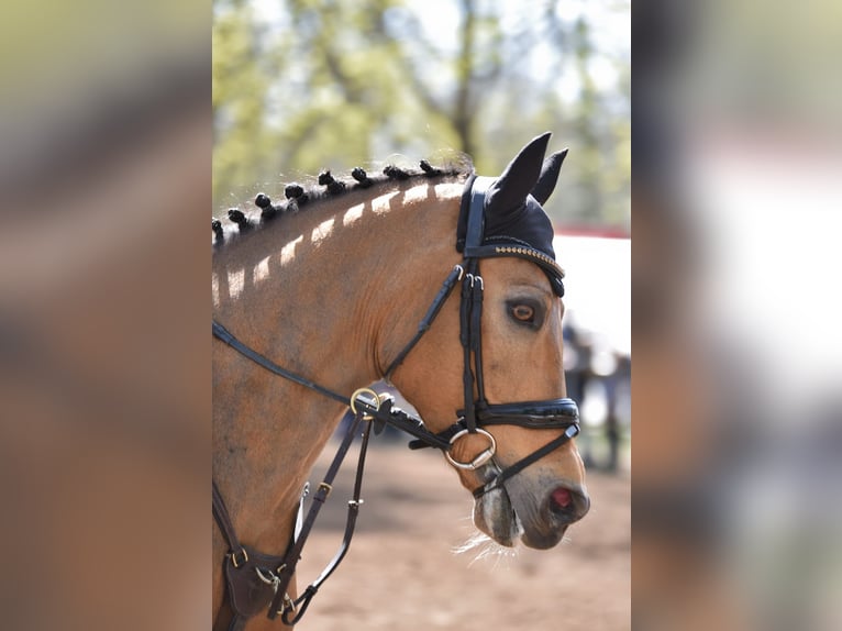 Niemiecki kuc wierzchowy Wałach 13 lat 148 cm Bułana in Erbes-B&#xFC;desheim