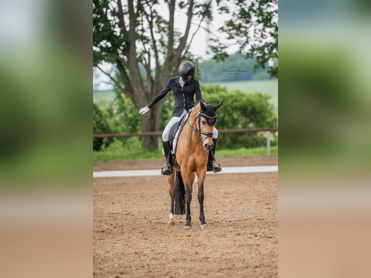 Niemiecki kuc wierzchowy Wałach 13 lat 148 cm Bułana in Erbes-B&#xFC;desheim