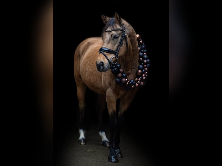 Niemiecki kuc wierzchowy Wałach 13 lat 148 cm Bułana in Erbes-B&#xFC;desheim