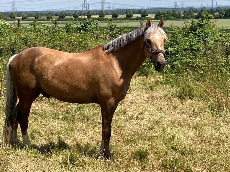 Niemiecki kuc wierzchowy Wałach 13 lat 148 cm Izabelowata in Übach-Palenberg