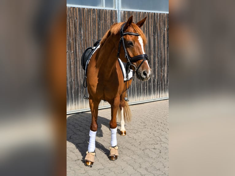 Niemiecki kuc wierzchowy Wałach 13 lat 148 cm Kasztanowata in Bad Schönborn