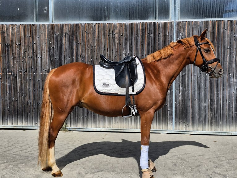 Niemiecki kuc wierzchowy Wałach 13 lat 148 cm Kasztanowata in Bad Schönborn