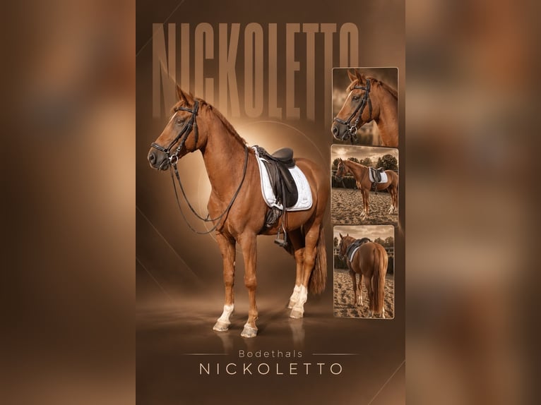 Niemiecki kuc wierzchowy Wałach 13 lat 148 cm Kasztanowata in Jabel