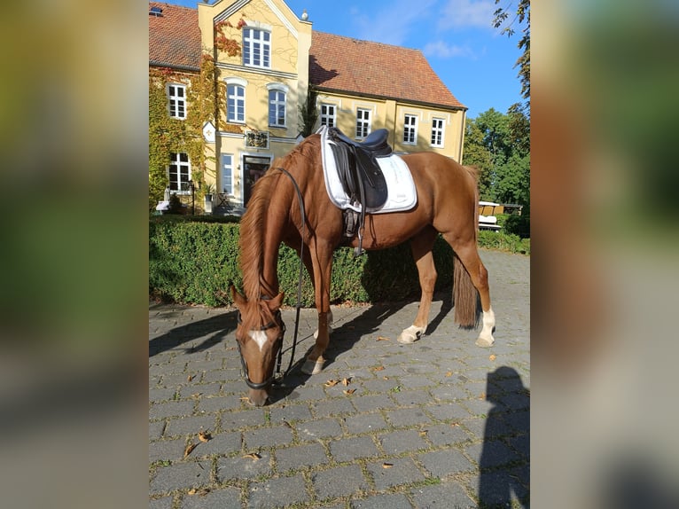 Niemiecki kuc wierzchowy Wałach 13 lat 148 cm Kasztanowata in Neu Gaarz
