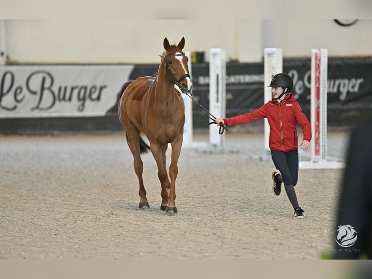 Niemiecki kuc wierzchowy Wałach 13 lat 149 cm Kasztanowata in Braunschweig