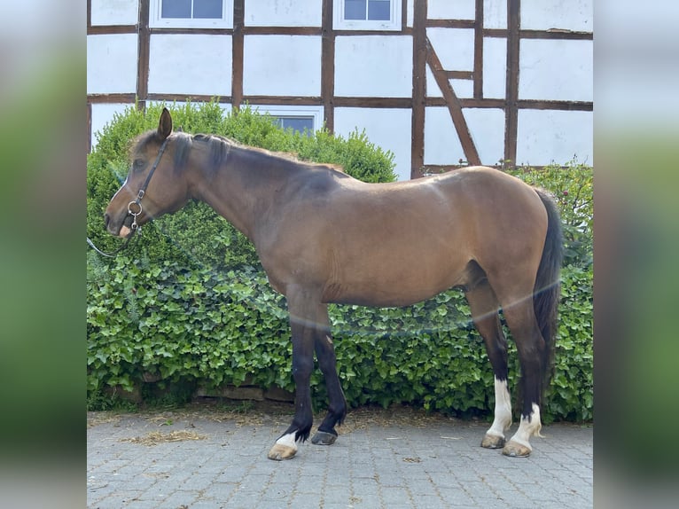 Niemiecki kuc wierzchowy Wałach 13 lat 150 cm Gniada in Bad Driburg