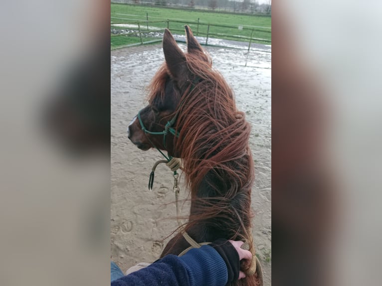 Niemiecki kuc wierzchowy Wałach 13 lat 152 cm Kasztanowatodereszowata in Sittensen