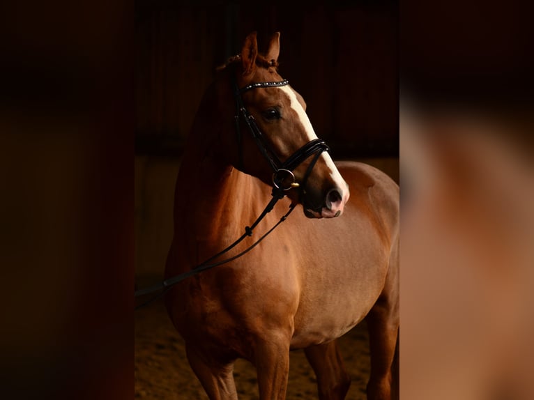 Niemiecki kuc wierzchowy Wałach 13 lat 153 cm Ciemnokasztanowata in Kiel