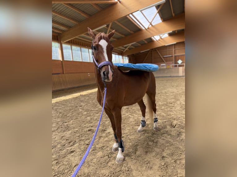 Niemiecki kuc wierzchowy Wałach 13 lat 154 cm Kasztanowata in Fritzlar