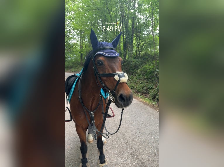 Niemiecki kuc wierzchowy Mix Wałach 14 lat 137 cm Gniada in Rudersberg