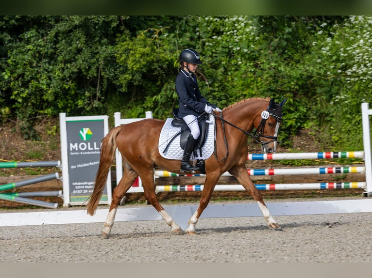 Niemiecki kuc wierzchowy Mix Wałach 14 lat 139 cm Kasztanowata in Weilerswist