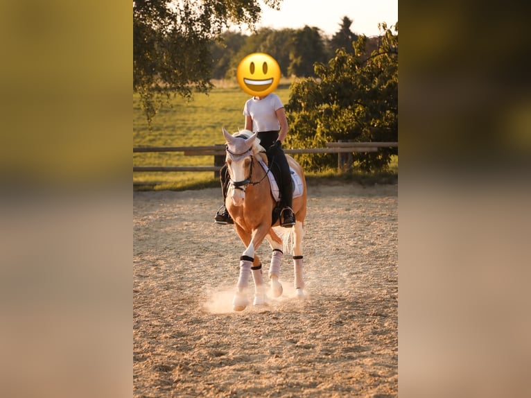 Niemiecki kuc wierzchowy Mix Wałach 14 lat 143 cm Izabelowata in M&#xFC;lheim an der Ruhr
